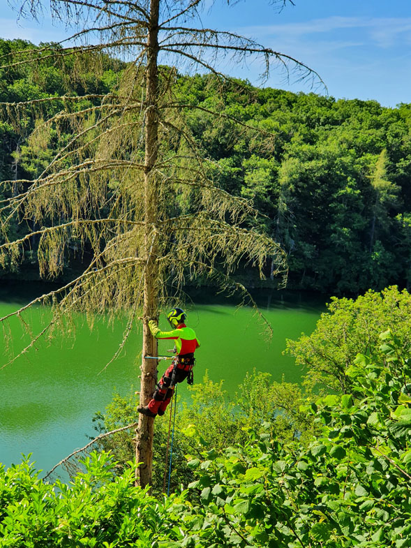 Abattage d'arbres Semur-en-Auxois