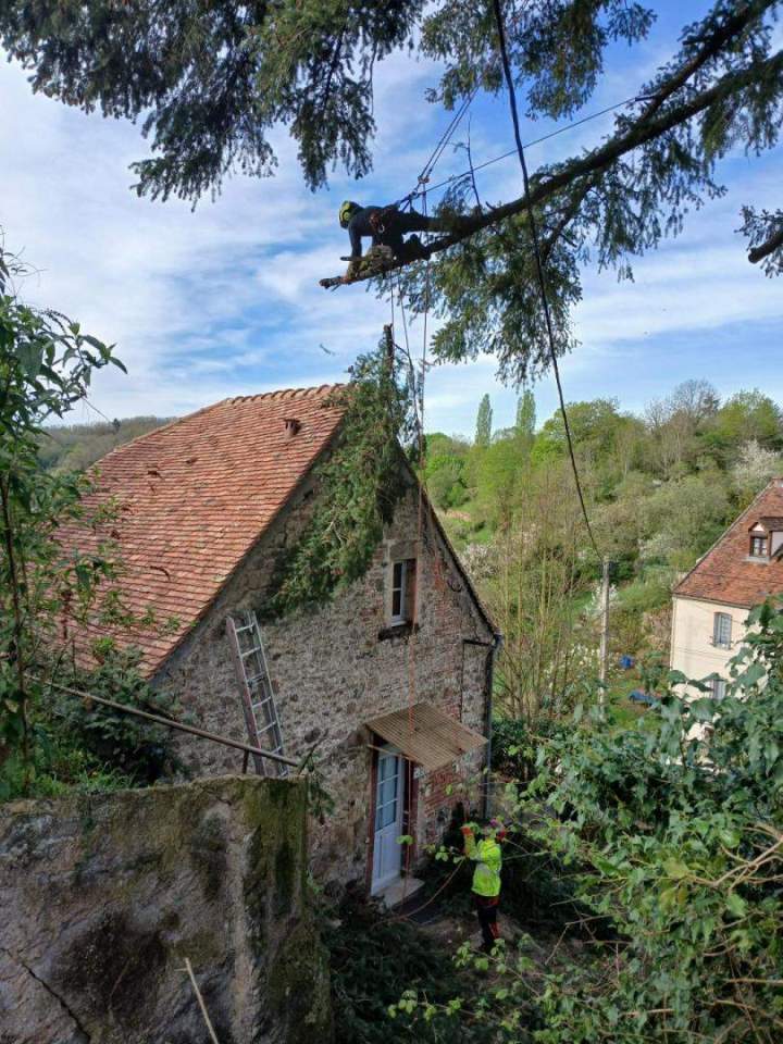 Abattage d'arbres Montbard
