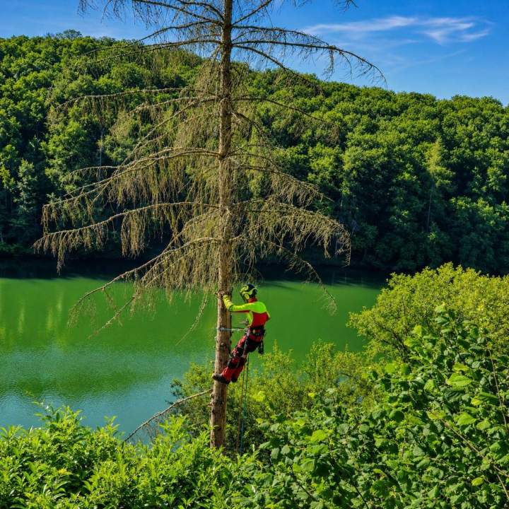 Suppression d'arbres dangereux Montbard