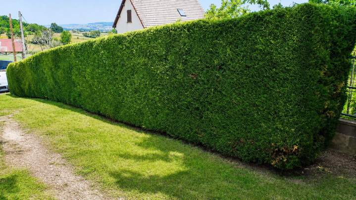 Nettoyage complet de vos terrains envahis par la végétation.