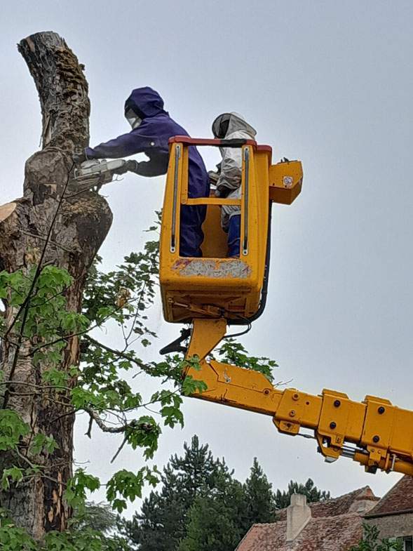 Abattage d'arbres Montbard