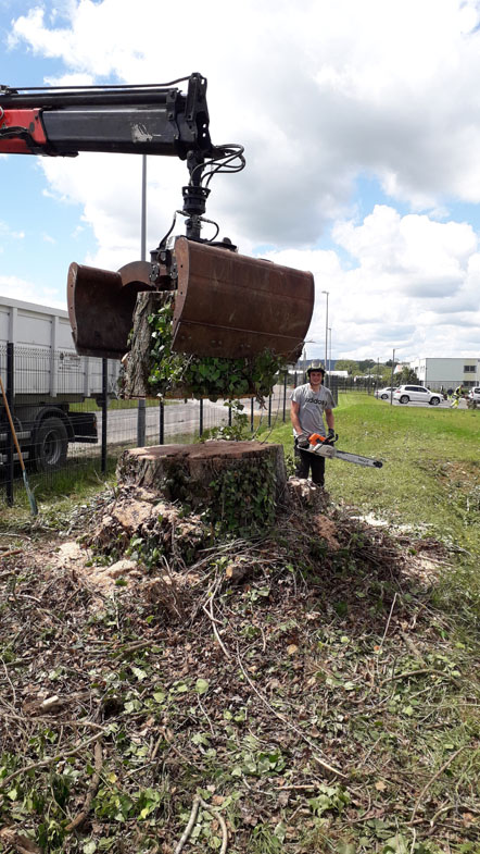 Abattage d'arbres Montbard