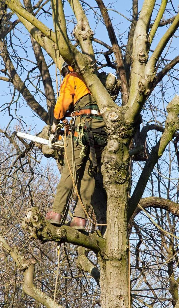 Abattage d'arbres Montbard